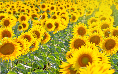 Fototapeta premium Many sunflower flowers are in full bloom. The field is sown with oilseeds - sunflower.