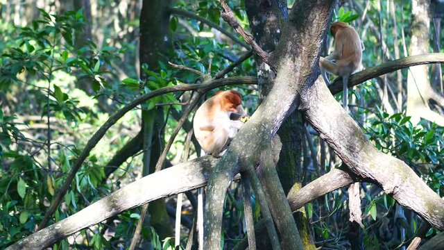 proboscis monkey (Nasalis larvatus) is sitting on a tree. Proboscis monkeys are endemic to the island of Borneo, which are scattered in mangroves, swamps and coastal forests.	
