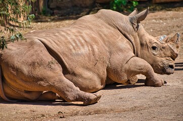 Obraz premium Rhinoceros resting in the sun