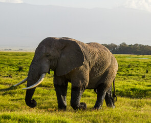 Fototapeta na wymiar elephant in the savannah,african elephant,amboseli