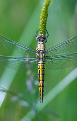 Orthetrum cancellatum, Inmature femmale, DRAGONFLY, Ormaiztegi, Gipuzkoa, Basque Country, Spain, Europe