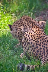 Leopard eating from a goat