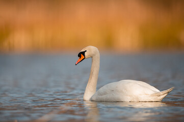 Fototapeta premium swan on the lake captured at sunset 