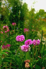 pink flowers in the garden with a bumblebee on it