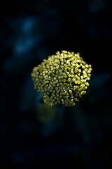 yellow flower on black background