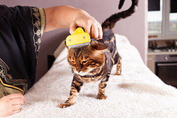 Obraz premium An elderly woman combs her Bengal cat. Beautiful leopard cat. Caring for pets, grooming, combing the pet's fur. Bengal cat on a beige background with green eyes.