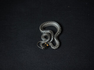 Photo of a snake in the studio on a black background