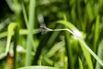The scarce chaser, Libellula fulva, has wide transparent wings, sitting on the grass above the water