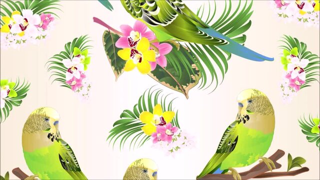 Video seamless loop animation of illustration green parakeets Budgerigars, home pet , pet parakeet  or budgie or shell parakeet with Orchid cymbidium pink white and yellow  palm ficus watercolor vinta