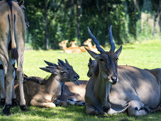 The herd of Eland, Taurotragus oryx, lies on the grass in the shade under a tree