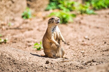 Fototapeta premium Prairie dog keeps watch in his territory