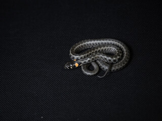 Photo of a snake in the studio on a black background
