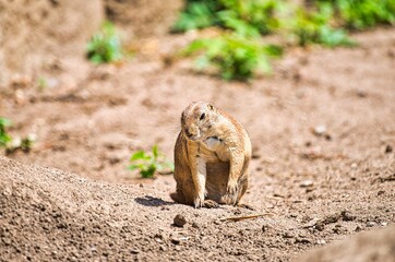 Prairie dog keeps watch in his territory