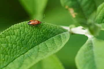 Rote Weichwanze (rot-orangene Grundfärbung)