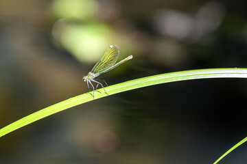 Beautiful demoiselle, Calopteryx splendens, has beautiful transparent wings, sitting on the grass above the water