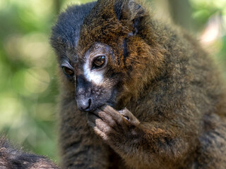 Portrait of a rare Red-bellied Lemur, Eulemur rubriventer, perched on a branch