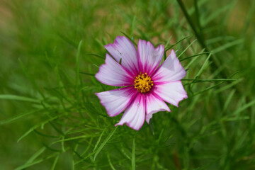 Obraz premium Schmuckkörbchen (Cosmos bipinnatus)