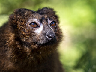 Portrait of a rare Red-bellied Lemur, Eulemur rubriventer, perched on a branch
