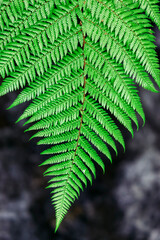 Fern frond in Wairakei Thermal Valley