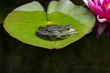 A male Edible frog, Pelophylax esculentus, sits on a water lily leaf