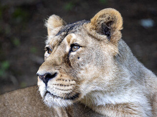 Portrait of a female Asiatic lion, Panthera leo persica, who watches the surroundings closely
