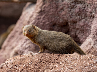 Dwarf mongoose, Helogale parvula, agile beast peeking out of a ground hole