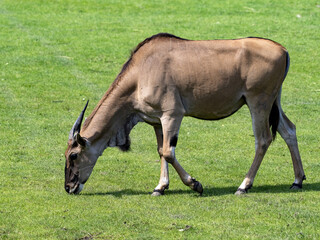 Fototapeta premium The female Eland, Taurotragus oryx, grazes on green grass