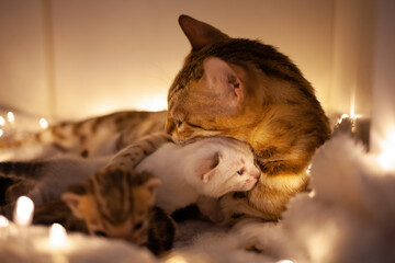 Mom cat hugs her little kitten, take care of their children. Cats on the background of Christmas...