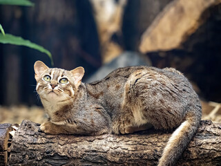 A rare Rusty-spotted cat, Prionailurus rubiginosus, lies on a trunk and observes the surroundings