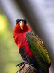 The black-capped lory, Lorius lory erythrothorax, is a fairly large beautifully colored parrot