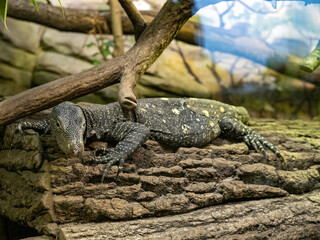 The great Salvadori's monitor, Varanus salvadorii, lives in Papua New Guinea