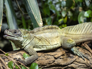 moluckáA large male Philippine sailfin lizard, Hydrosaurus pustulatus, lies on a trunk above the water