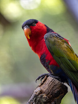 The black-capped lory, Lorius lory erythrothorax, is a fairly large beautifully colored parrot