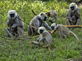 The large family of Semnopithecus entellus, Northern Plains Gray Langur, nibbles the bark from a fallen branch