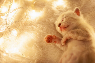 A white tiger Bengal kitten lies on a beige background next to Christmas yellow lights lanterns. New Year's Eve, empty space for text. Cute kitten, love for pets, sweet pink pads on the paws.