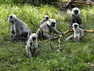The large family of Semnopithecus entellus, Northern Plains Gray Langur, nibbles the bark from a fallen branch
