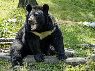 Portrait of a big Asian bear with a white bib, Asian black bear, Ursus thibetanus,