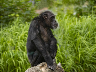 The African Chimpanzee, Pan troglodytes, sits in plant vegetation and observes the surroundings