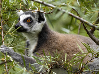 The ring-tailed lemur, Lemur catta, sits on a large boulder hidden in vegetation
