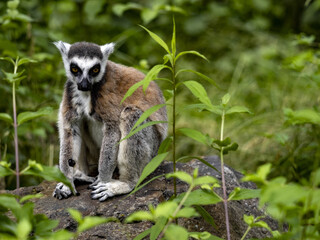 The ring-tailed lemur, Lemur catta, sits on a large boulder hidden in vegetation