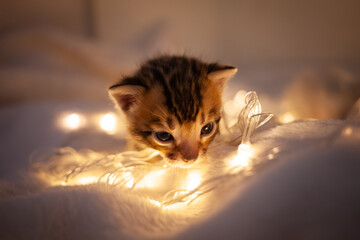 A cute brown tiger benal kitten sits on a beige background. Kitten in the background of Christmas lights flashlights. New Year, yellow lanterns, empty space for text, cat on plaid with blue eyes.