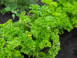 Curly parsley on the ground close-up