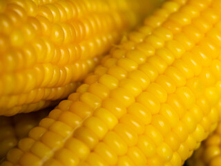 Sweet hot corn on white table