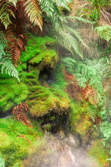 Moss and fern fronds in Wairakei Thermal Valley
