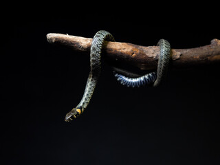 Photo of a snake in the studio on a black background