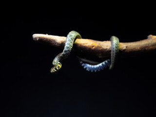 Photo of a snake in the studio on a black background