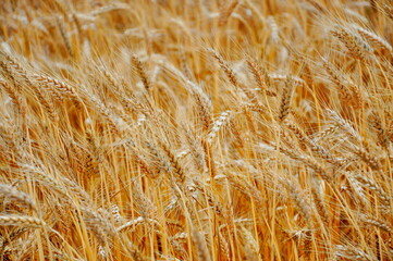 Wheat crop field. Gold wheat ear or barley harvest background. Farm cereal field of wheat plant - ripe grain, bran, agro, bread, organic food concept. Rural landscape, yellow rye straw grow in summer