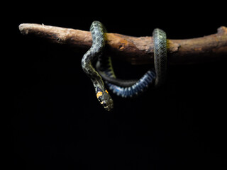 Naklejka premium Photo of a snake in the studio on a black background