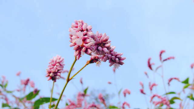 Persicaria hydropiper (Polygonum hydropiper) smartweed, water-pepper, water pepper, marshpepper knotweed, plant leaf. Pink wild herb smartweed flower, leaf knotweed natural medicine pattern background