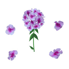 Fototapeta na wymiar Bouquet of phlox. Summer garden flowers, hand-drawing. Flowers for print, banner, greeting card, invitation. Isolated on a white background.